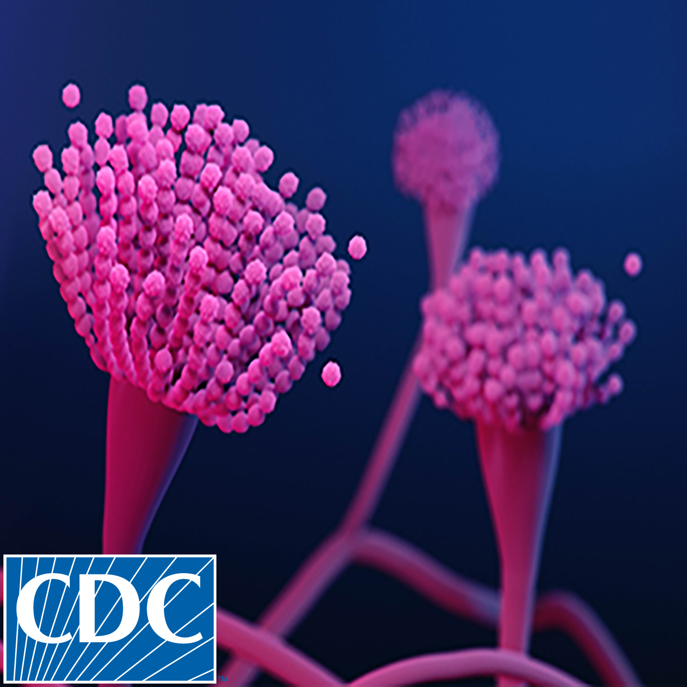 Think Fungus: Fungal Disease Awareness
